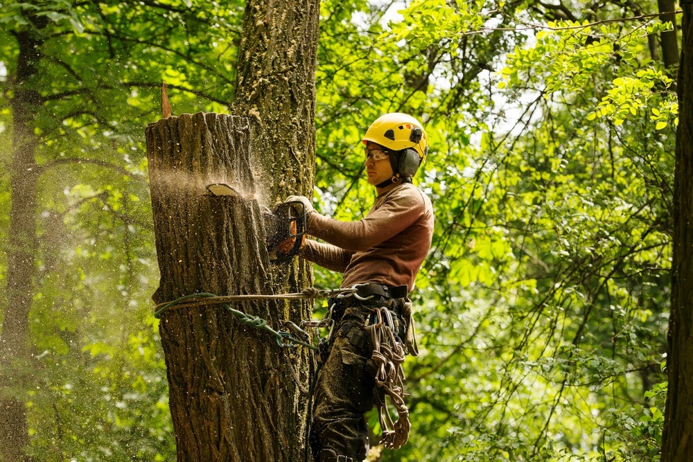 ARBORIST - APP