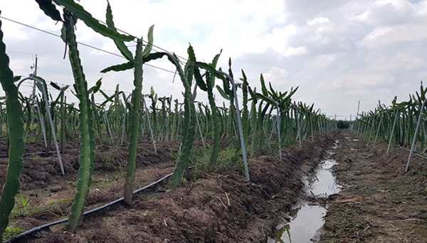 The unexpected effect of dragon fruit planters