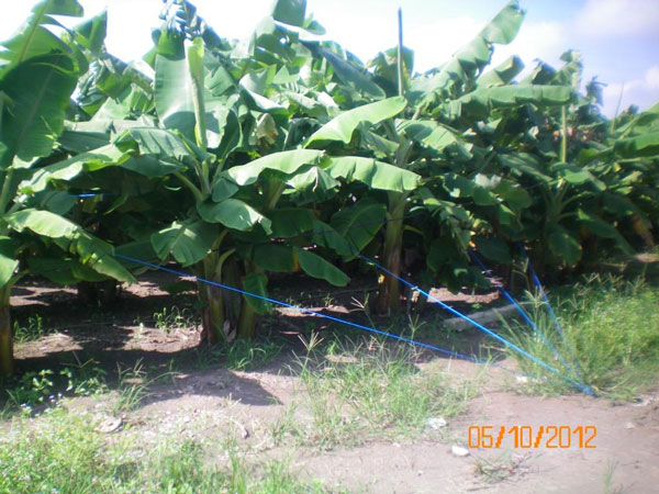 Address providing quality banana planters