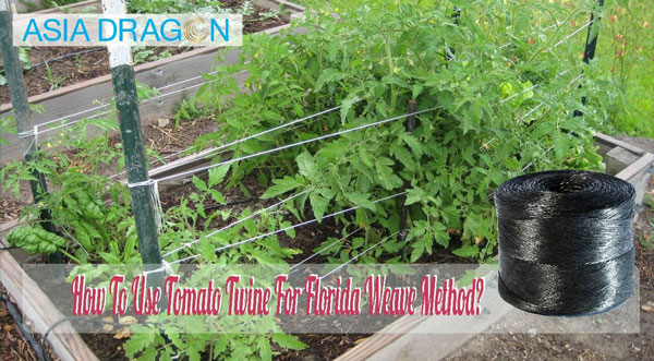 The importance and usage of tomato cultivars in agriculture