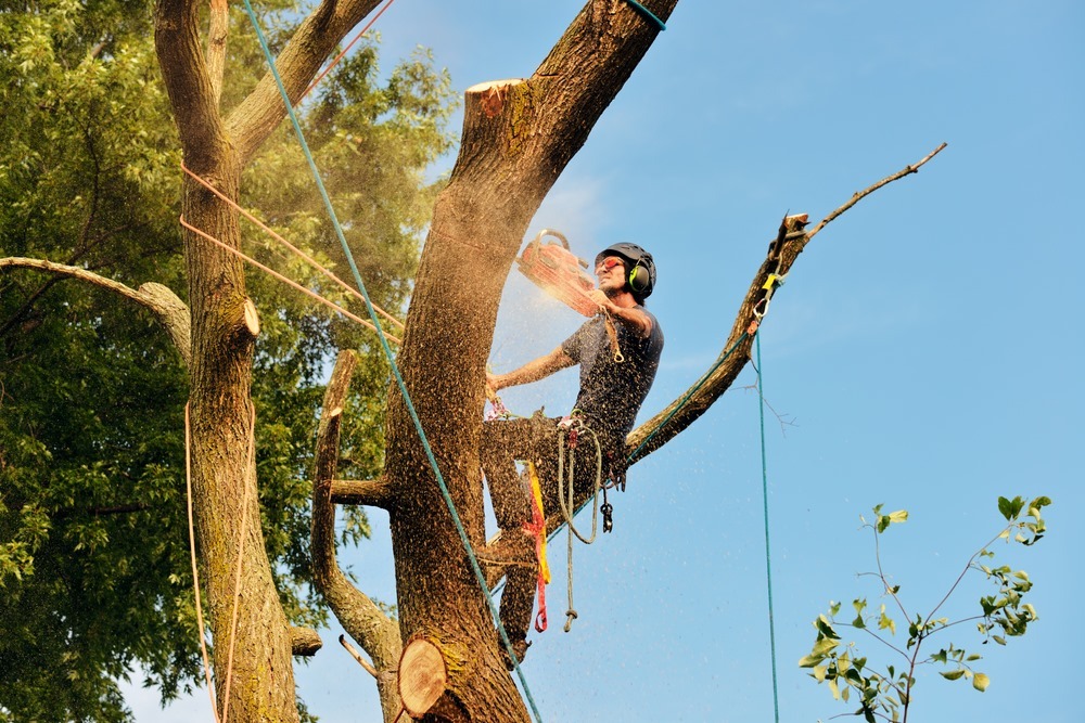 * What Is a Master Arborist?