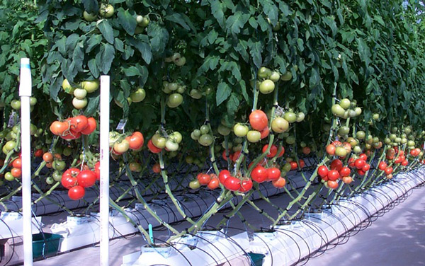 Line tomatoes in the agricultural industry today