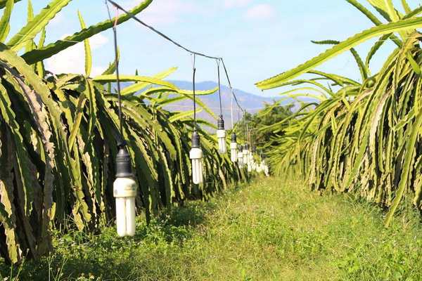 Dragon fruit planting line plays the role and what is the meaning?