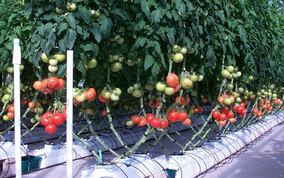 Experience in growing and caring for tomatoes helps people to make money