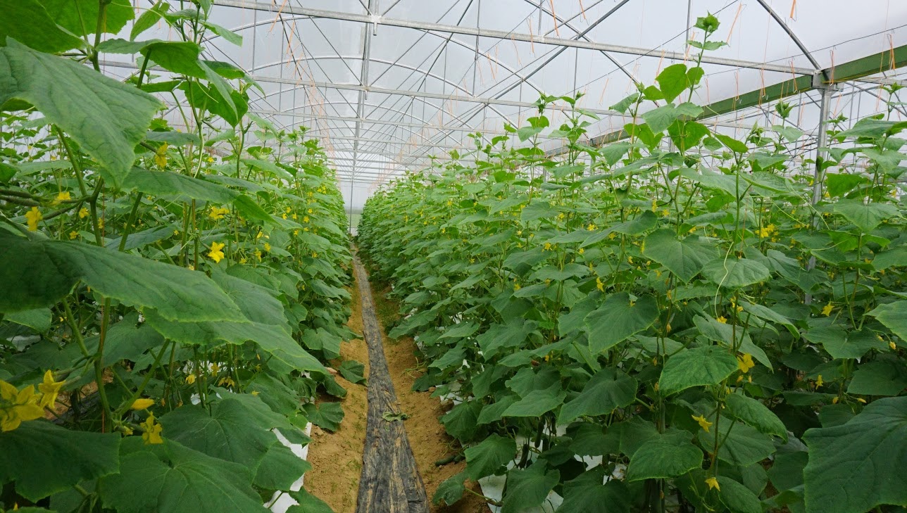 Revealing how to grow and care for cucumbers for a good crop How to