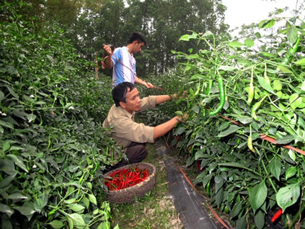 Bí quyết trồng và chăm sóc ớt đơn giản cho quả sai trĩu cành