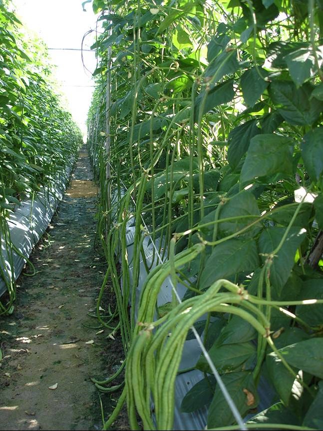 Revealing how to grow and care for cowpea with low pestilence, high yield