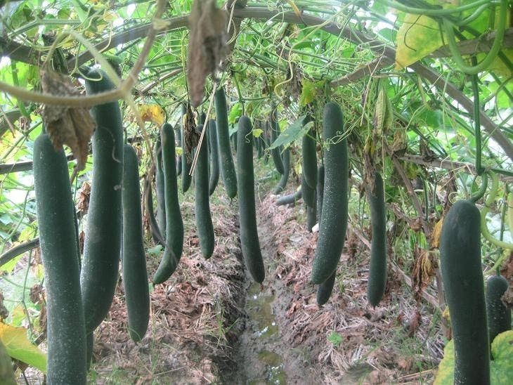 Techniques to grow and care for pumpkins without pests and diseases, high yield